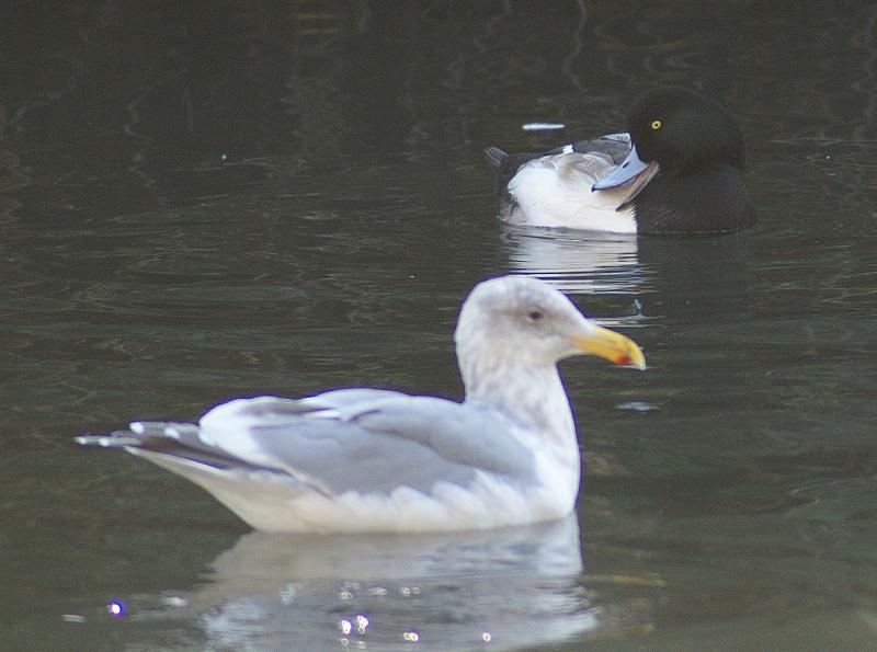randomWestern Gull
