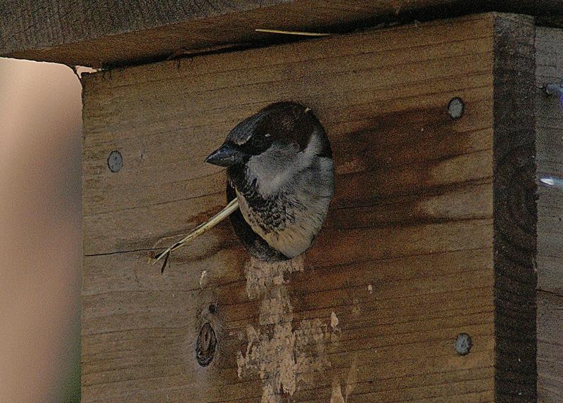 randomBlack-Chinned Sparrow