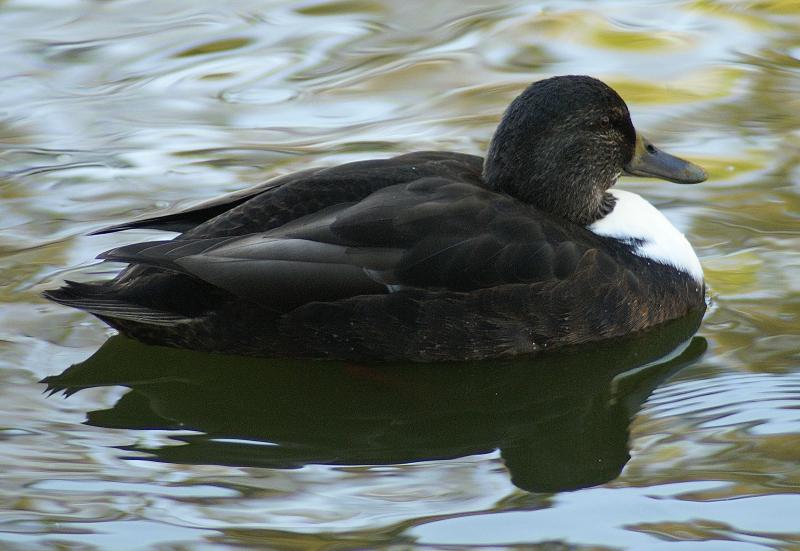 randomMallard Hybrid