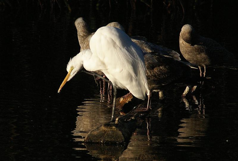 randomGreat Egret