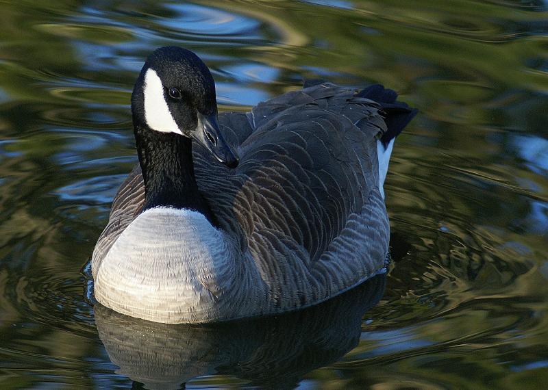 randomCanada Goose