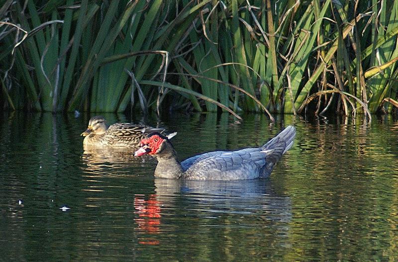 randomMuscovy Duck