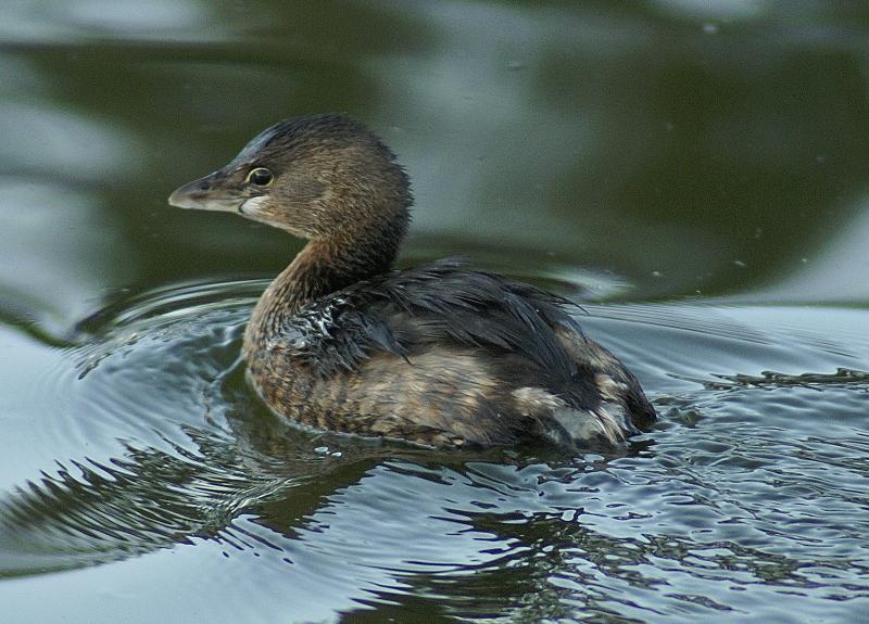 randomPied-Billed Grebe