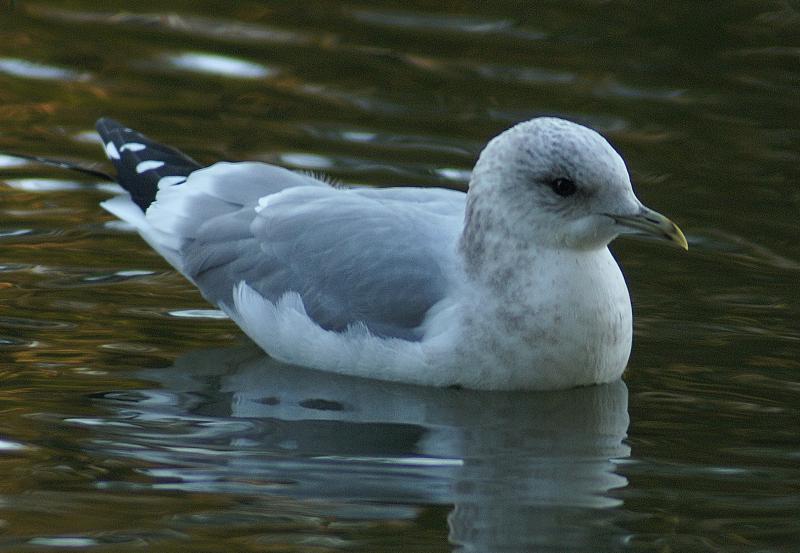 randomMew Gull
