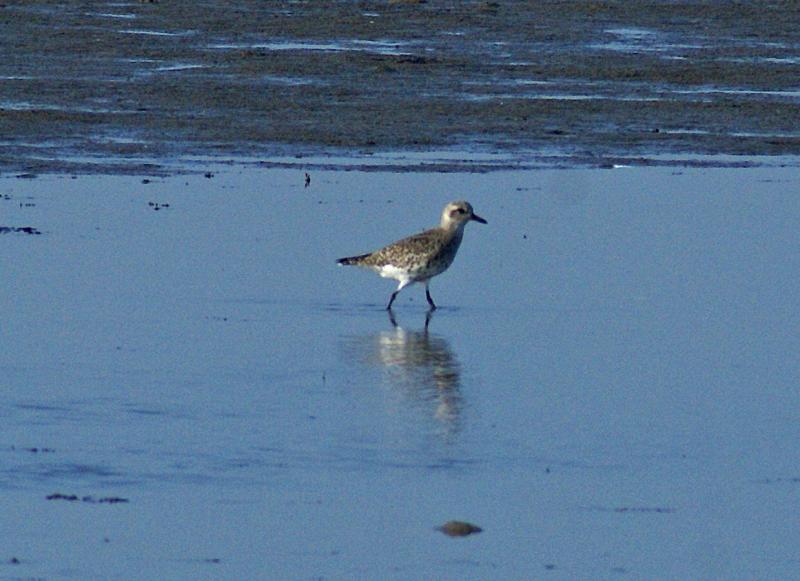 randomBlack-Bellied Plover