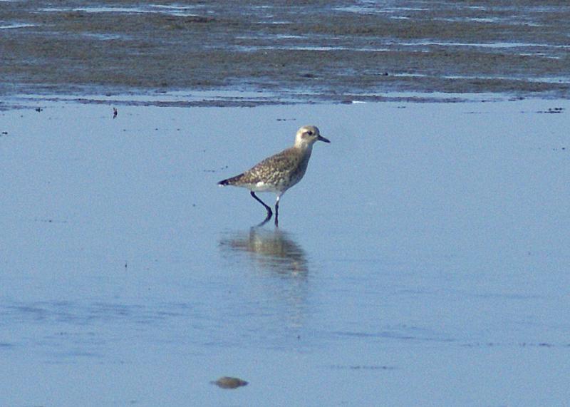 randomBlack-Bellied Plover