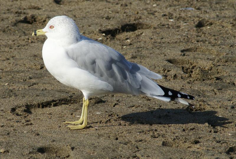 randomRing-Billed Gull