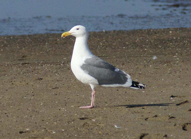 randomWestern Gull