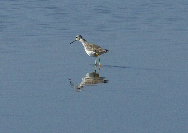 randomLesser Yellowlegs