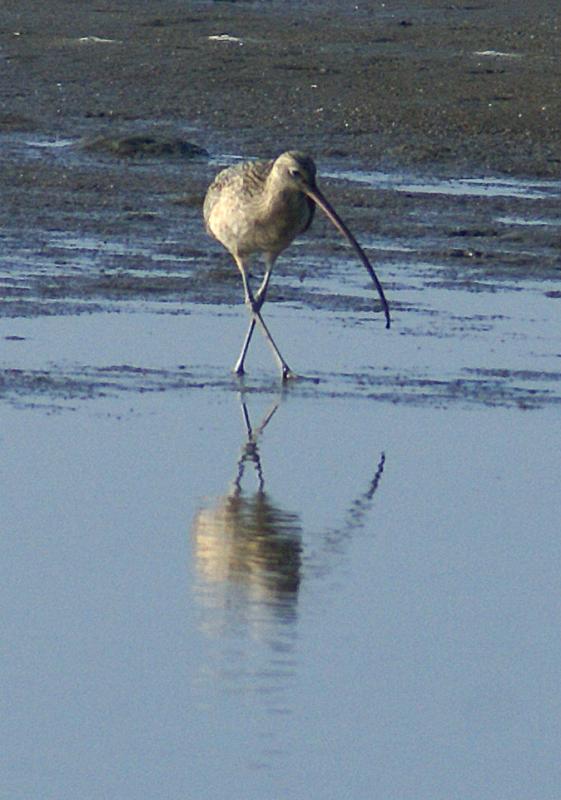 randomLong-Billed Curlew