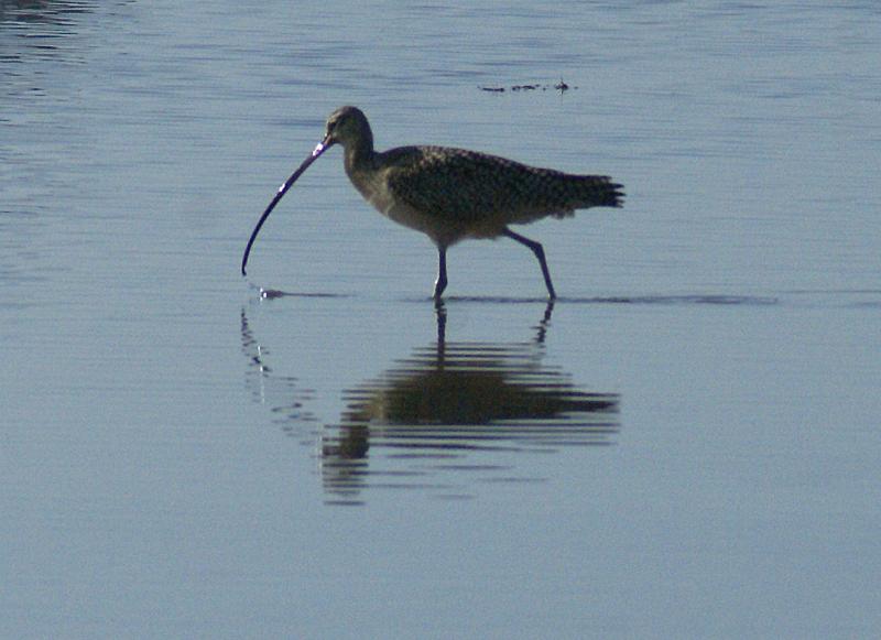 randomLong-Billed Curlew