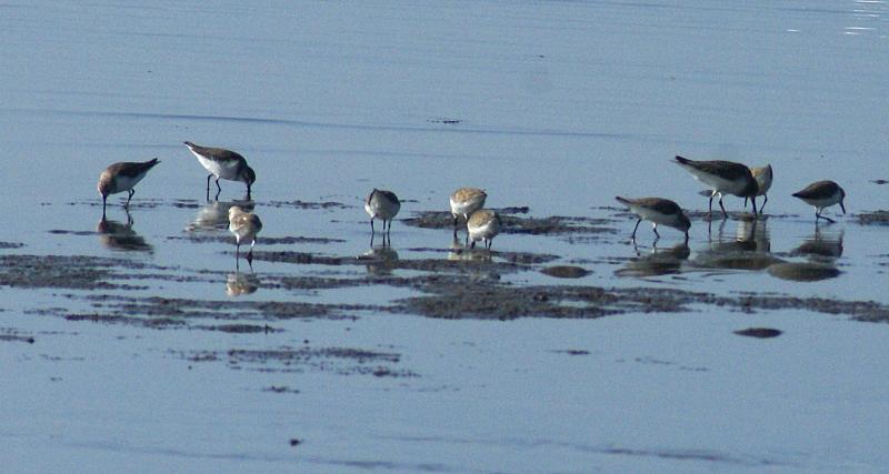 randomWestern Sandpiper