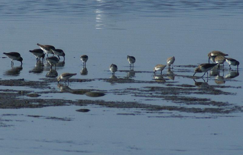 randomWestern Sandpiper