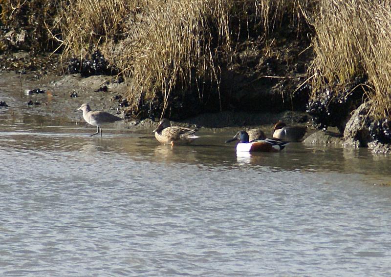 randomGreen Winged Teal