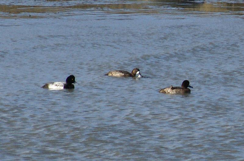 randomGreater Scaup