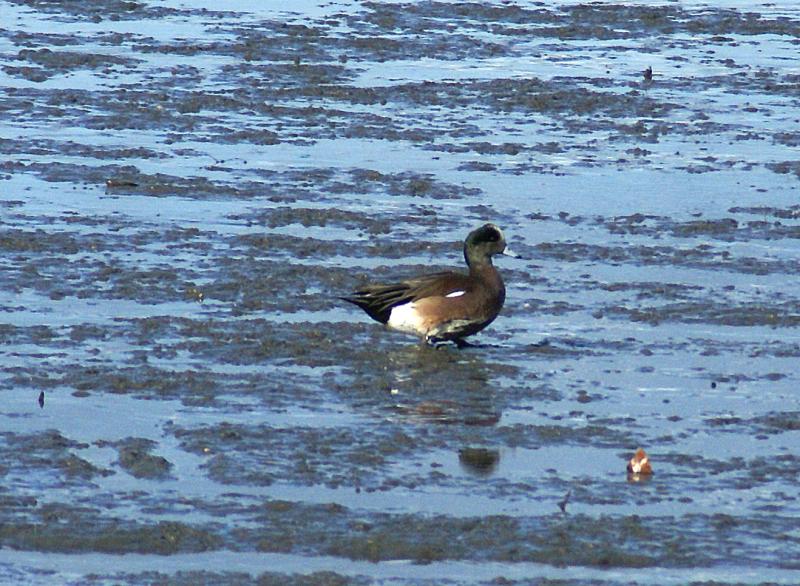randomArrowhead Marsh