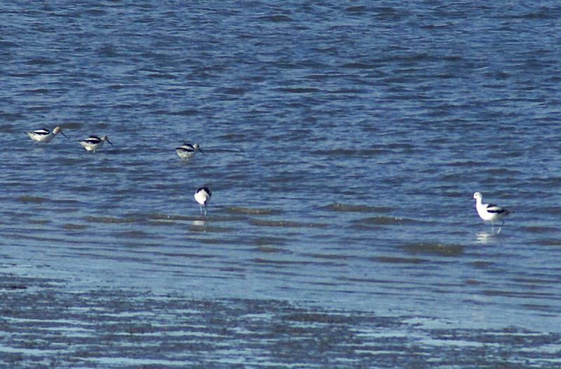 randomAmerican Avocet