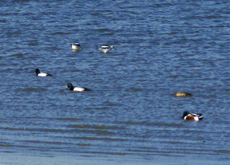 randomGreater Scaup