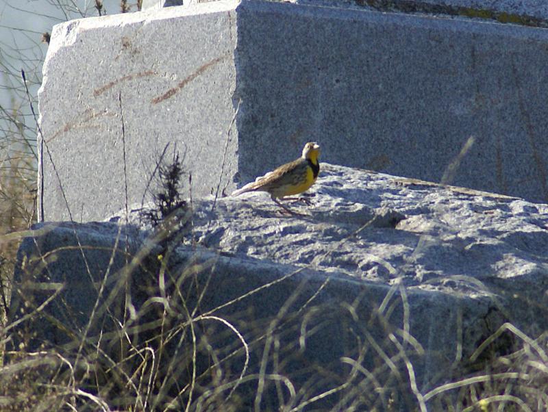 randomWestern Meadowlark
