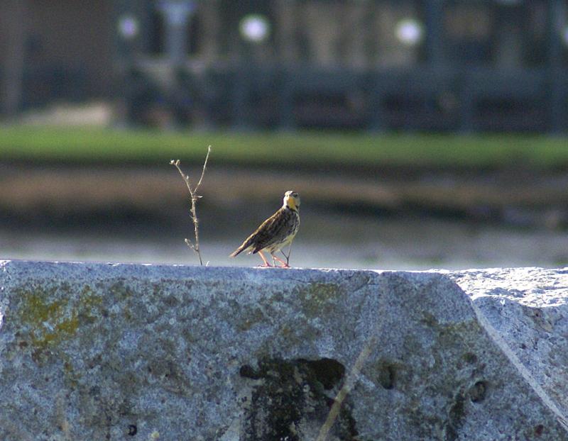 randomWestern Meadowlark