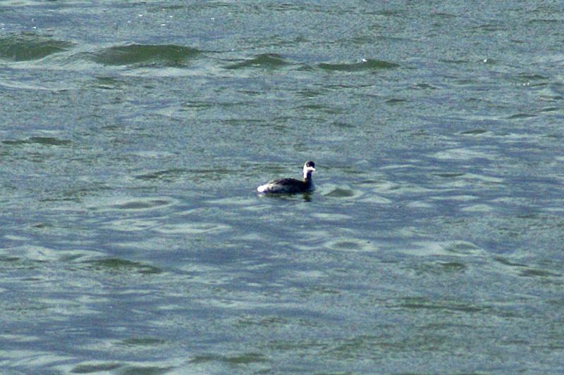 randomEared Grebe