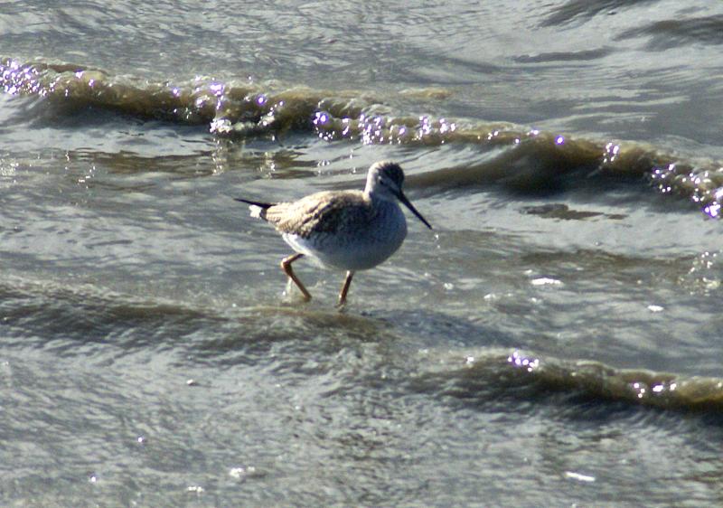 randomLesser Yellowlegs