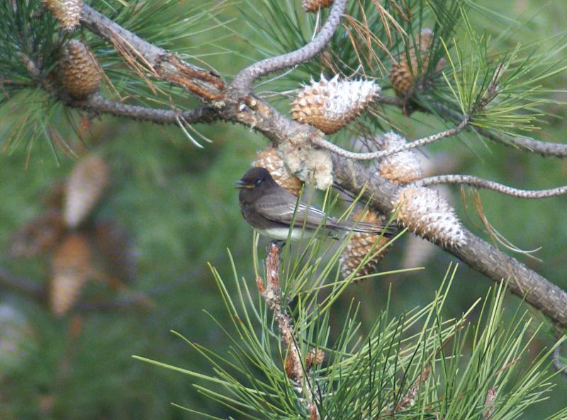 randomArrowhead Marsh