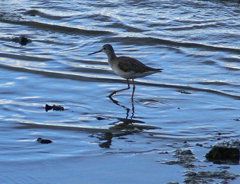 randomLesser Yellowlegs