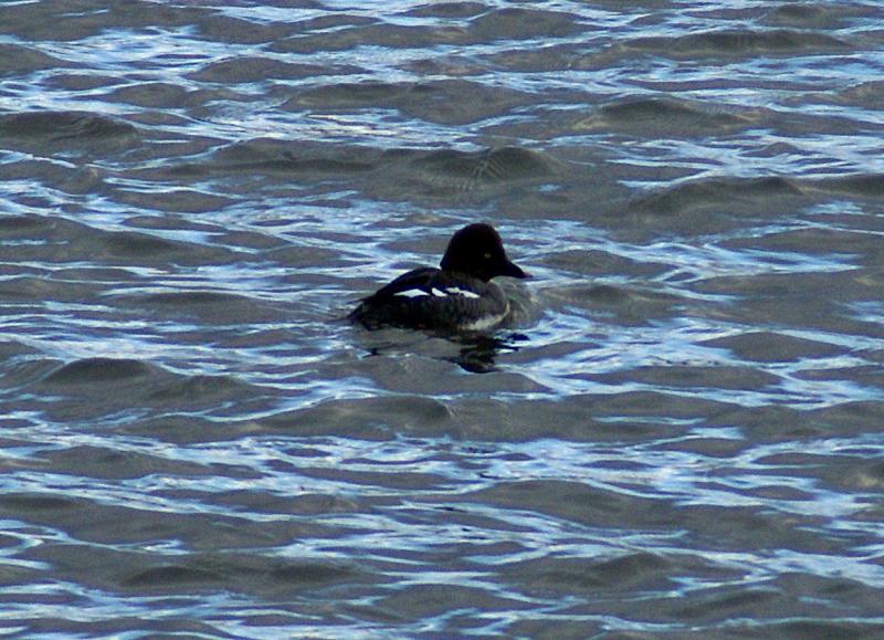 randomCommon Goldeneye