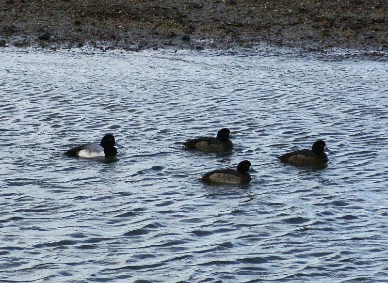 randomGreater Scaup