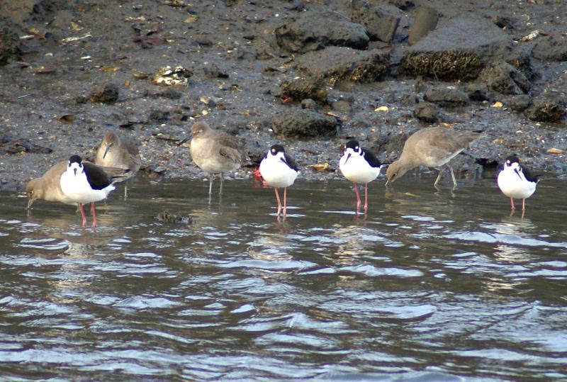 randomWillet