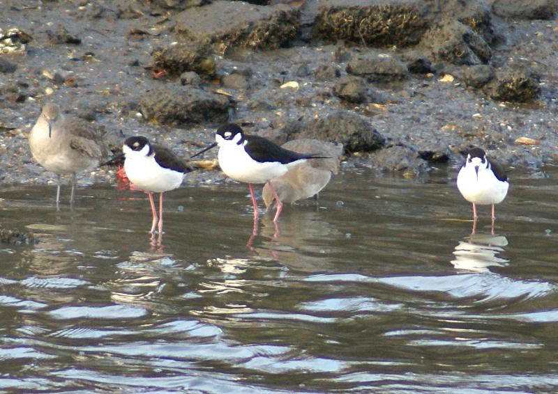 randomBlack-Necked Stilt