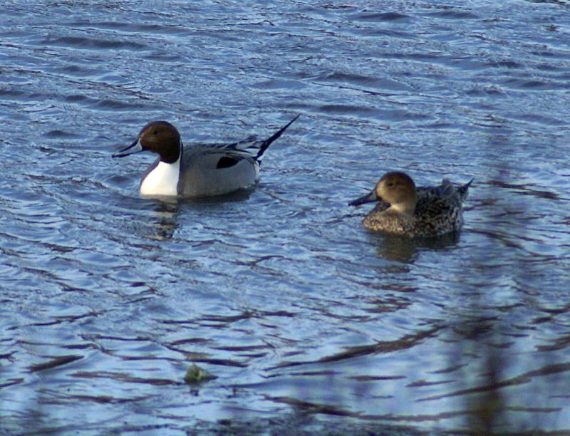 randomNorthern Pintail