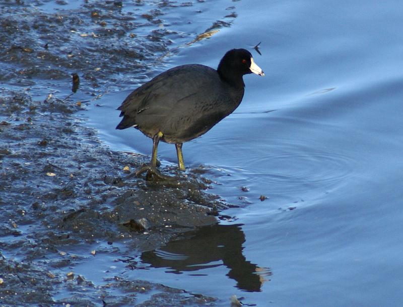 randomAmerican Coot