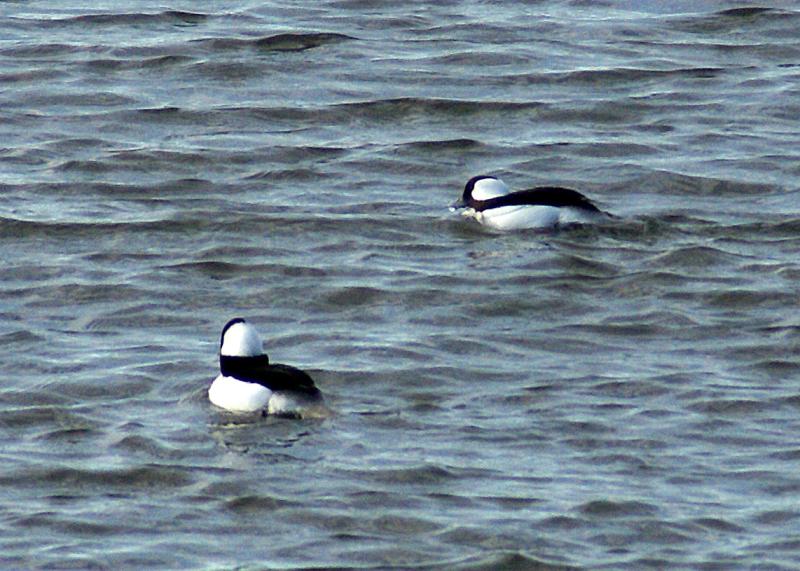 randomBufflehead