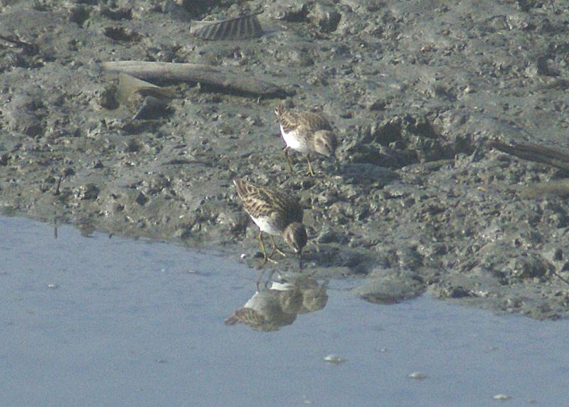 randomLeast Sandpiper