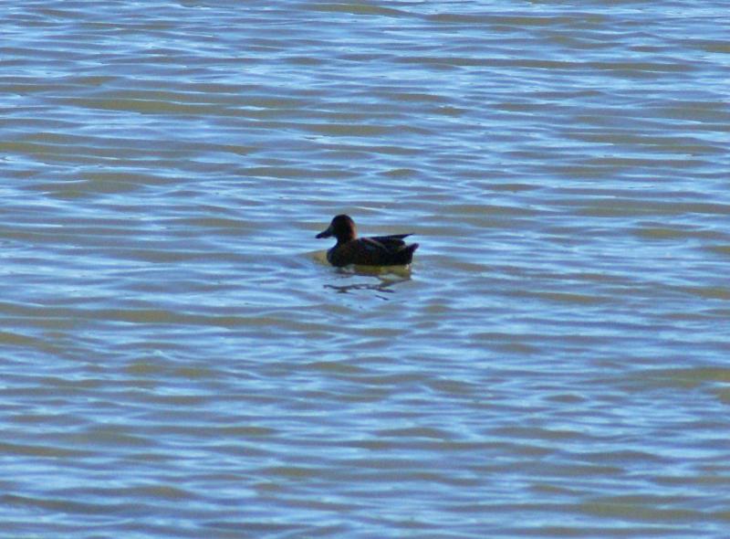 randomCinnamon Teal