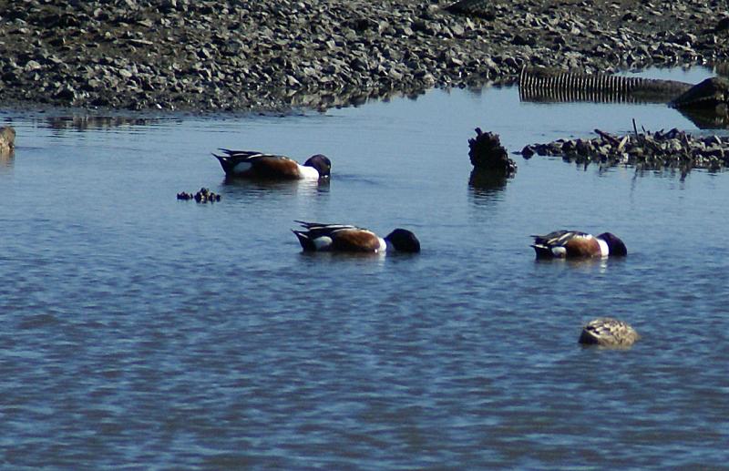 randomWhite Slough