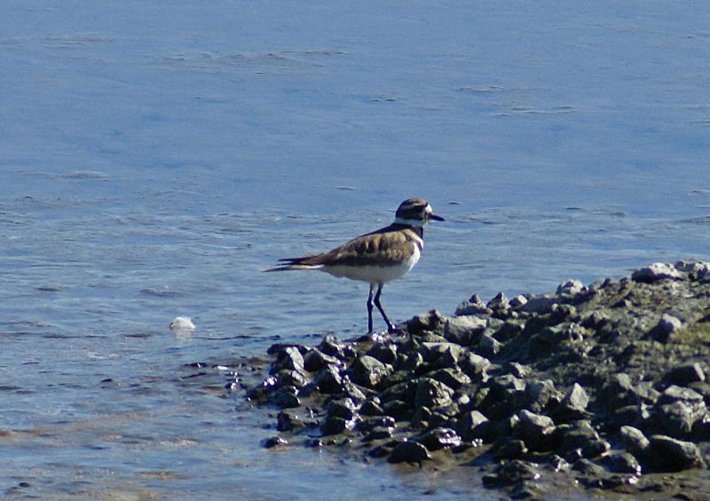 randomKilldeer