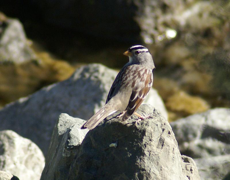 randomWhite-Crowned Sparrow