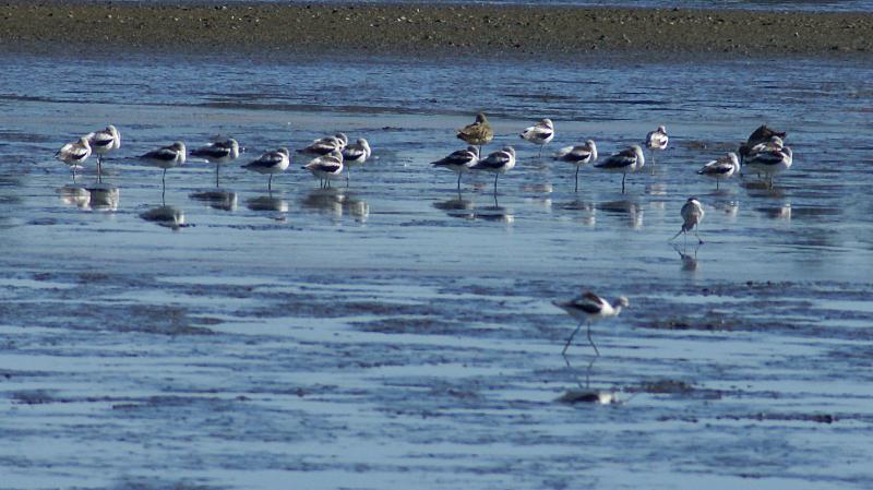 randomWhite Slough