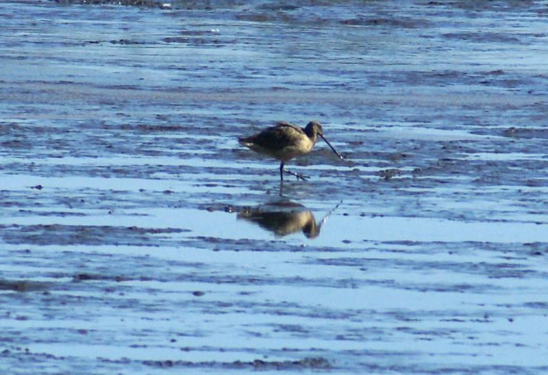 randomShort-Billed Dowitcher