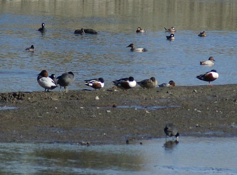 randomAmerican Coot