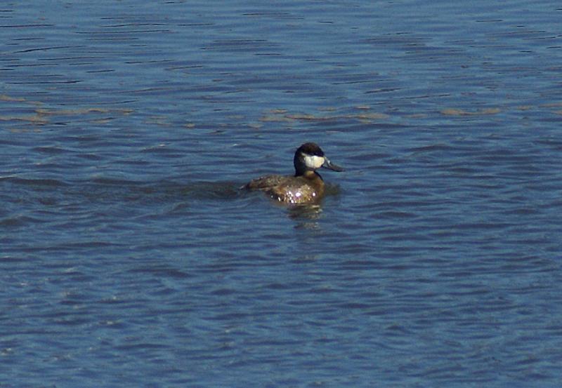 randomRuddy Duck