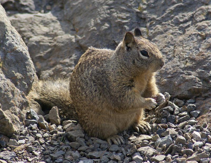 randomCalifornia Ground Squirrel