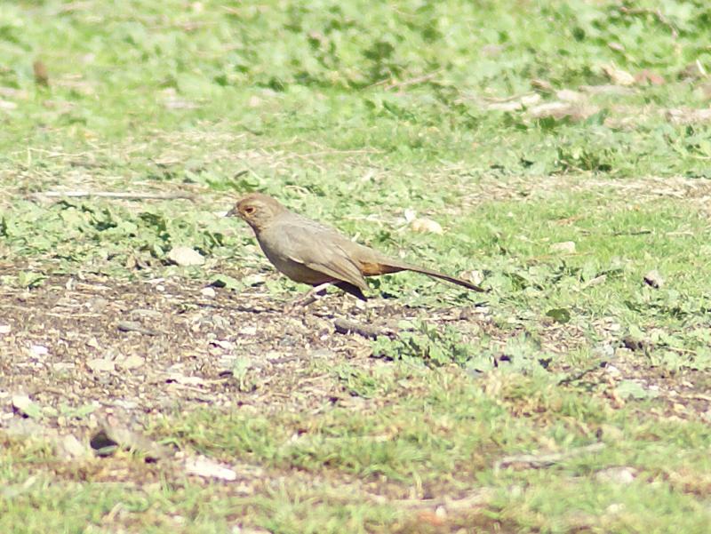 randomCalifornia Towhee