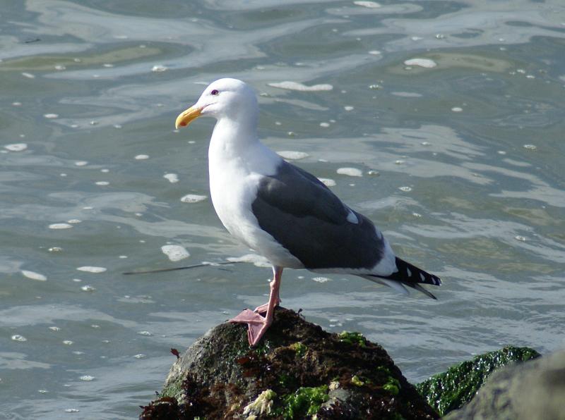 randomWestern Gull