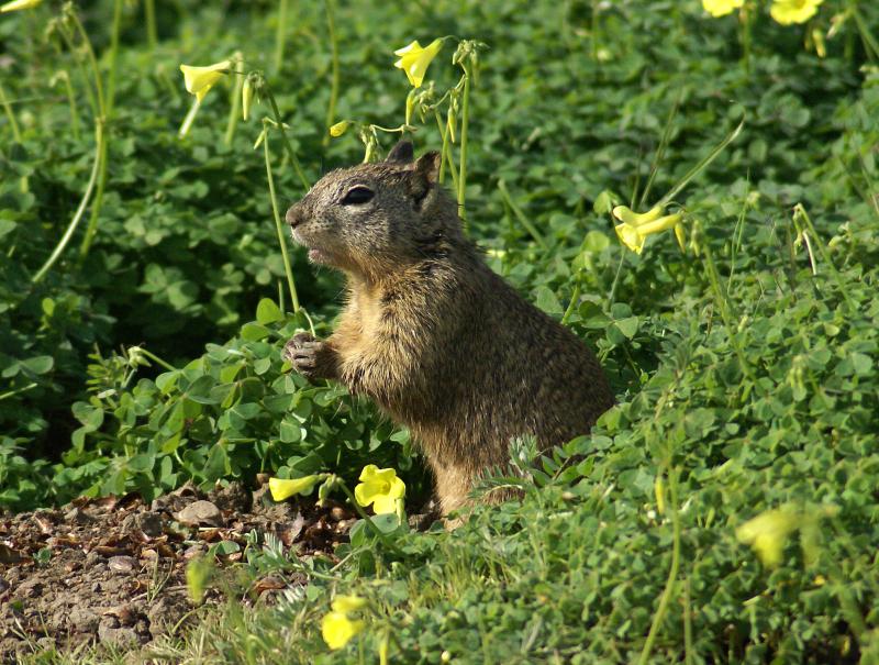 randomCalifornia Ground Squirrel
