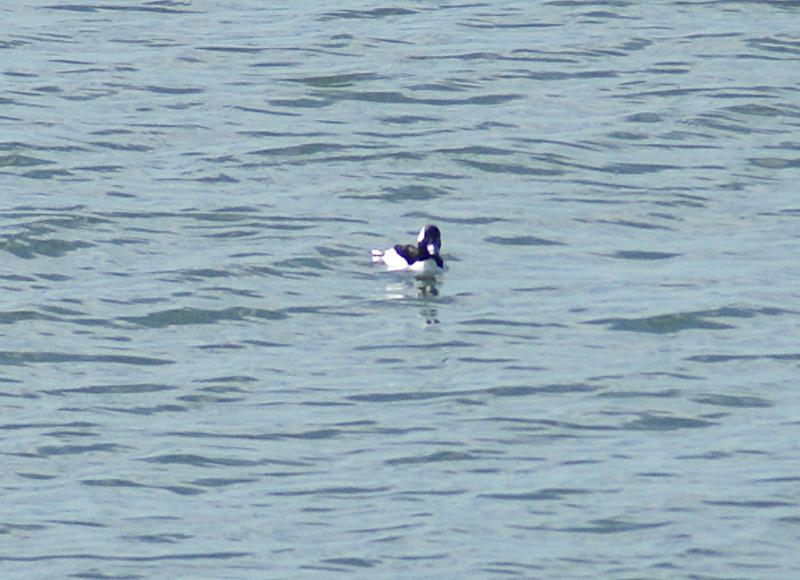 randomBufflehead