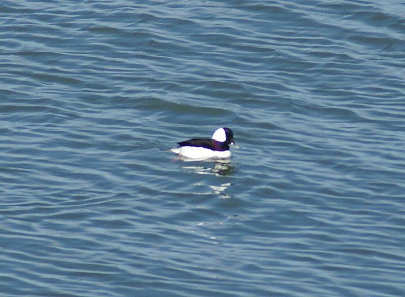 randomCaesar Chavez Park